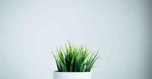 Eine grüne Pflanze in der Mitte des Hintergrundbildes